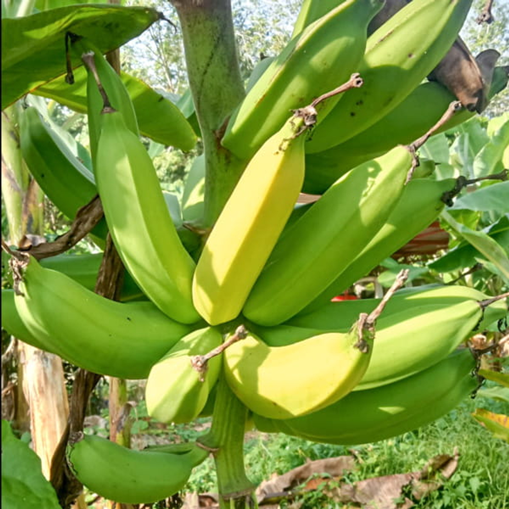 Банан Jackfruit (10)