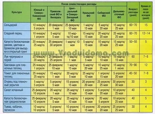 Когда сеять перцы и баклажаны для теплицы? Точный расчёт сроков для Сибири Когда сеять перцы и баклажаны для теплицы? Точный расчёт сроков для Сибири