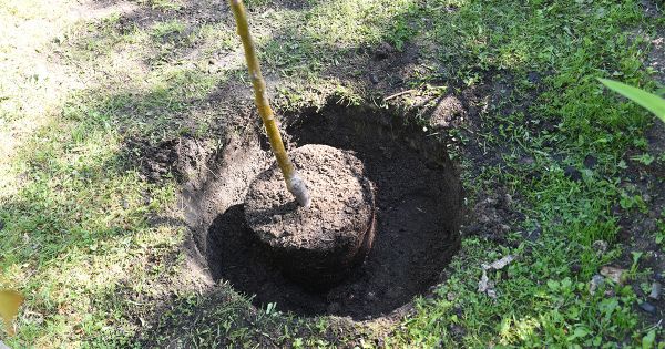 Посадочная яма с «секретом»: готовим место для саженца с ОКС за 2 недели до высадки Посадочная яма с «секретом»: готовим место для саженца с ОКС за 2 недели до высадки