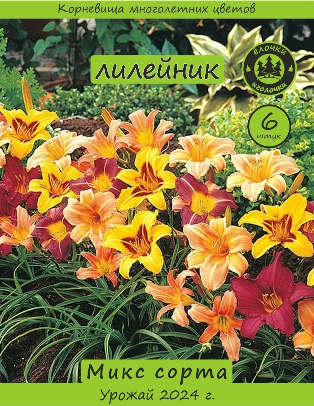 Лилейник Корневище, микс сорта, 6 шт