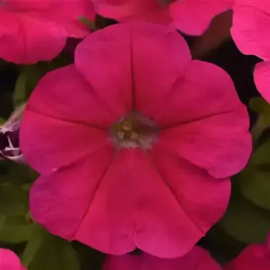 S60209 Петуния кустовая Multiflora MIRAGE ROSE DEEP 10 шт.