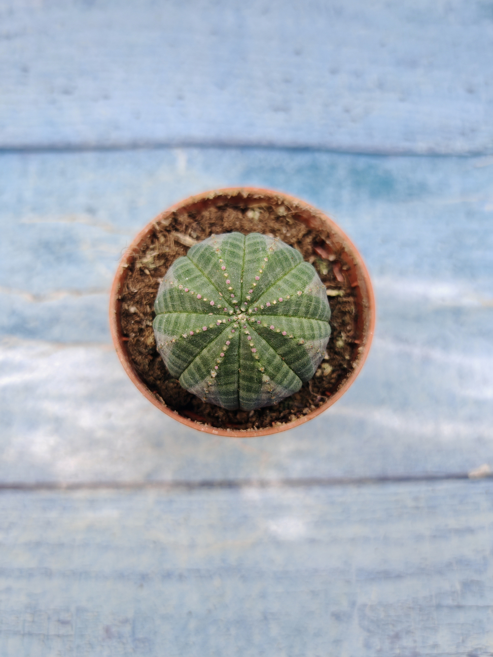 Euphoria Obesa (Эуфорбия)