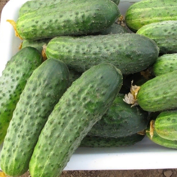 Сатина F1 семена огурца партенокарпического (Nunhems / ALEXAGRO) культура – фото 2