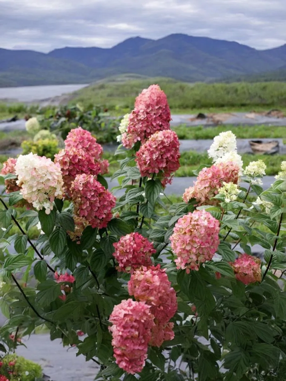 Гортензия метельчатая Мэджикал Кэндл