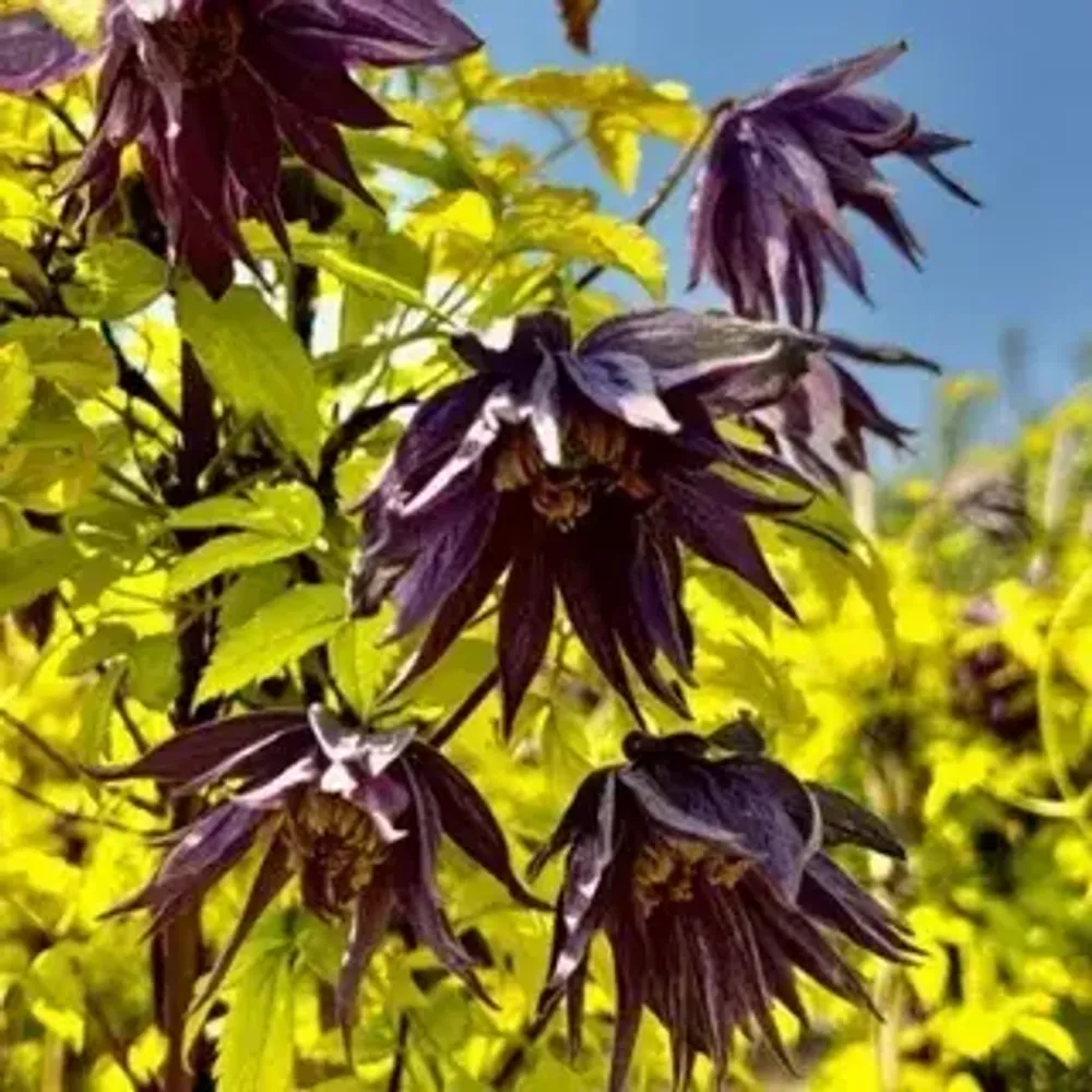 Клематис альпийский Люминоус Даск Закупка М33 апрель 2026