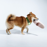 Ошейник Кислотная саванна