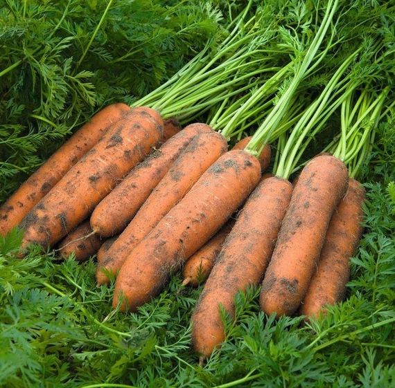 КЮРАСАО F1 семена моркови Bejo отзывы