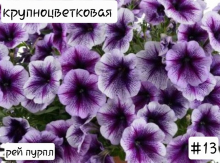 ПЕТУНИЯ №13 РЕЙ ПУРПЛ