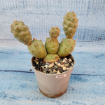 Tephrocactus Articulatus (Тефрокактус)