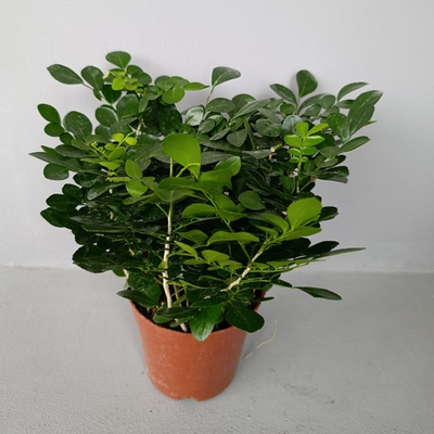 Муррайя Паникулята