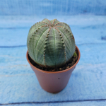 Euphorbia Obesa (Эуфорбия)