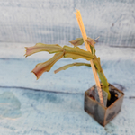 Schlumbergera Thor Wild Cactus White (Декабрист)