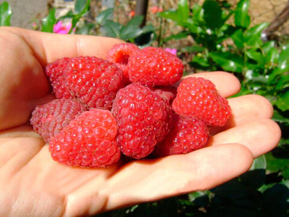 Малина ремонтантная сорт Полана