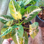 Сингониум SCRAMBLED EGGS