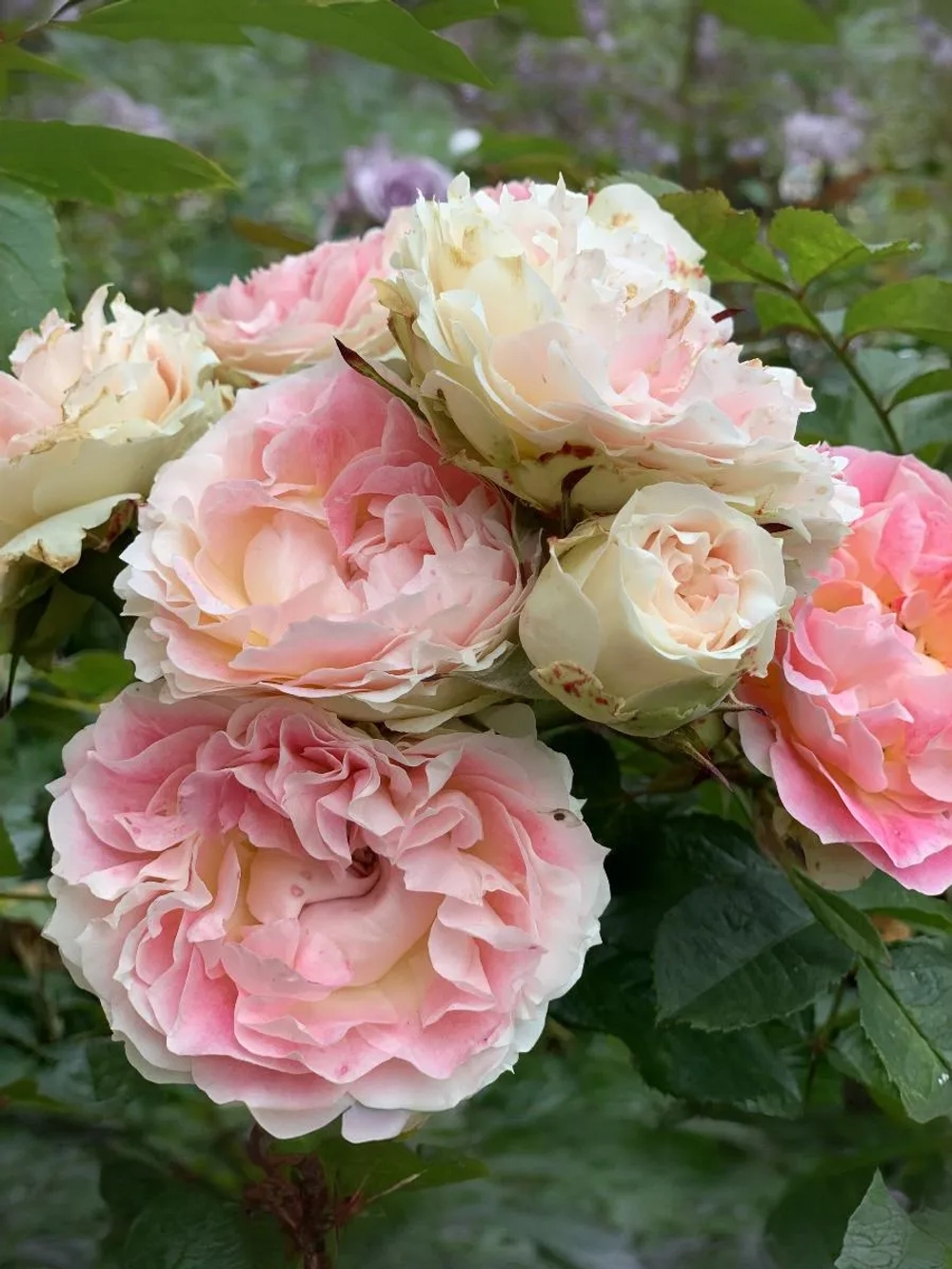 Роза плетистая Цезарь