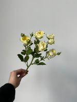 АКЦИЯ - светло-желтая кустовая роза - цена действует при заказе от 25шт