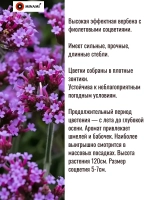 Вербена бонарская Финесс