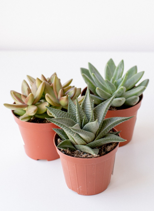 Микс из трех суккулентов d 8