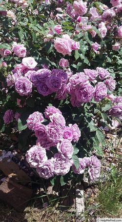 Терра Лимбургия (Terra Limburgia)