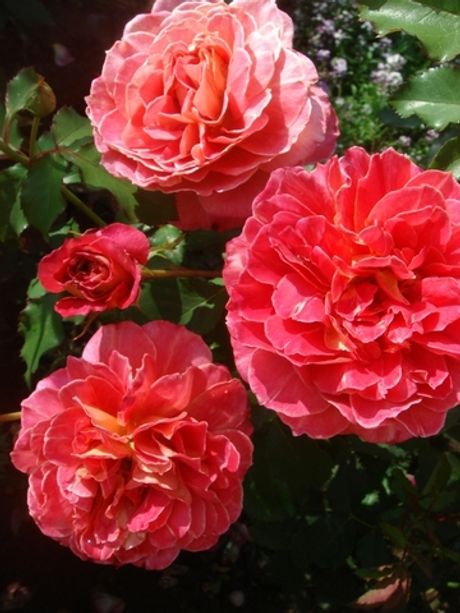 Рене Саммю (Reine Sammut)