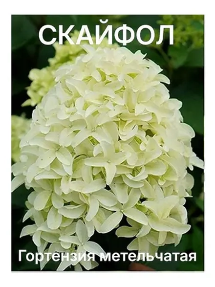 Скайфол гортензия метельчатая