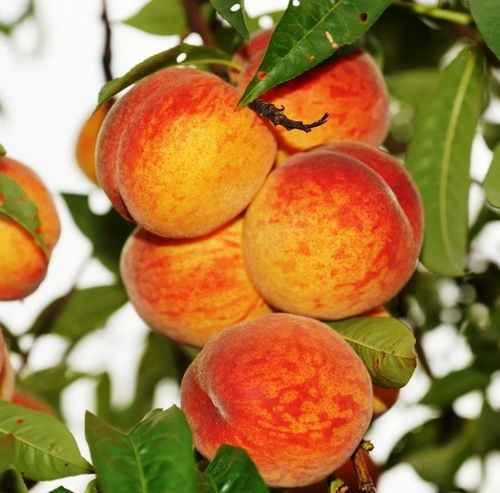 Золотой Триумф (Колоновидный)