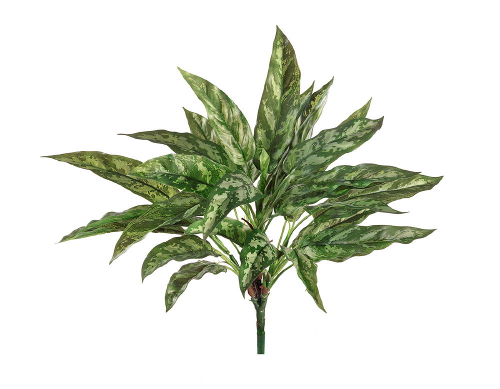 Аглаонема Сильвер Квин куст в-40 см (30 листов) (Sensitive Botanic) 12/96 20.1119N