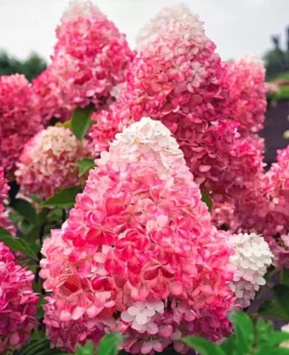 Гортензия метельчатая Touch of Pink (Тач оф Пинк) c 3