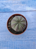Euphorbia Obesa (Эуфорбия)