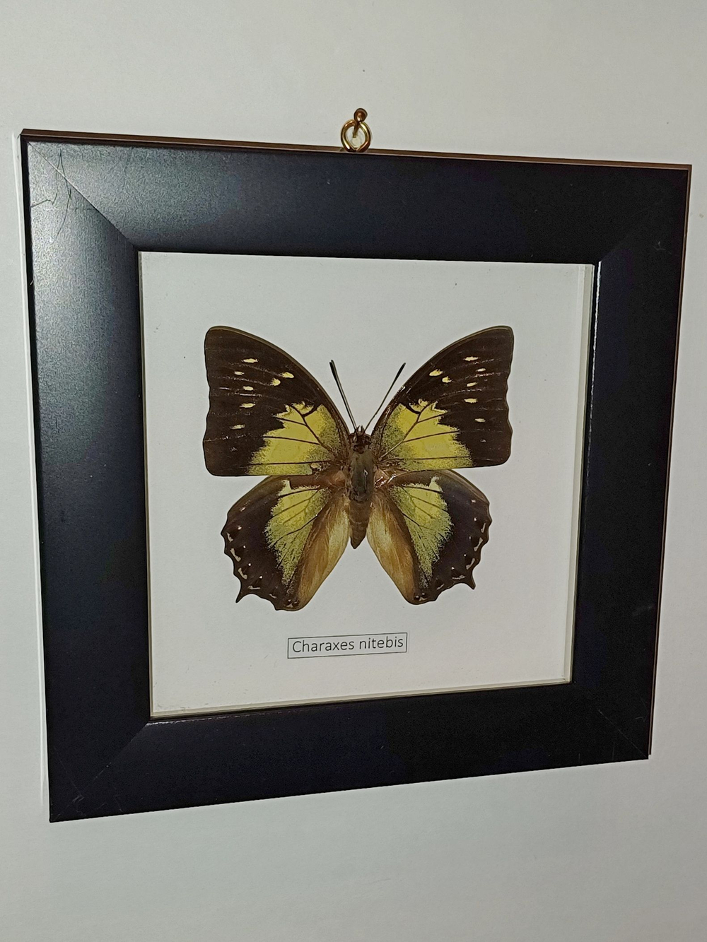 Бабочка Charaxes nitebis в рамке