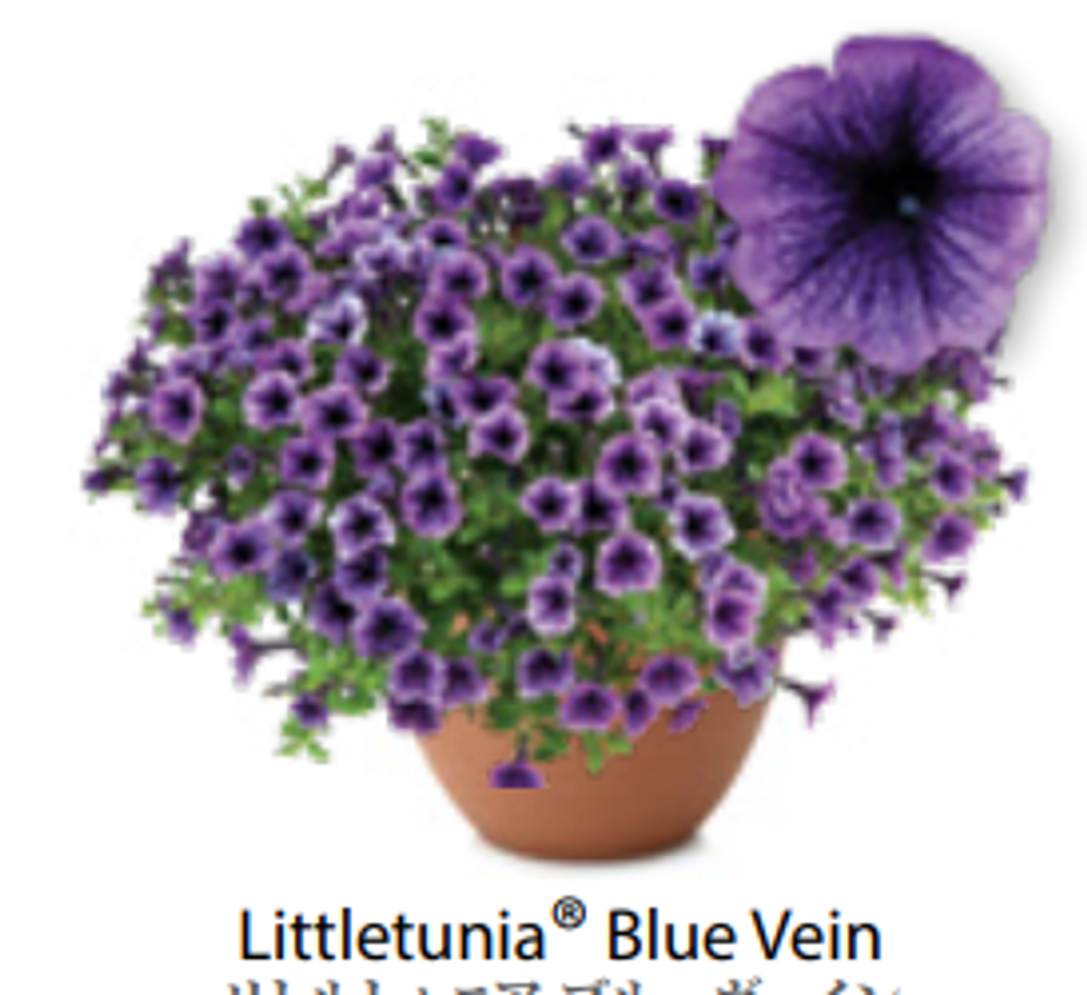 ЕВРО Петуния Littletunia Blue Vein ОКС укорененные черенки В наличии