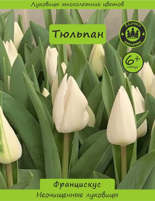 Тюльпан Луковица, Францискус, 6+ шт
