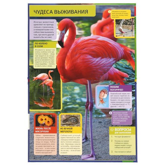 Энциклопедия А4 с развивающими заданиями.Необычные животные. 197х255мм. 48 стр. Умка