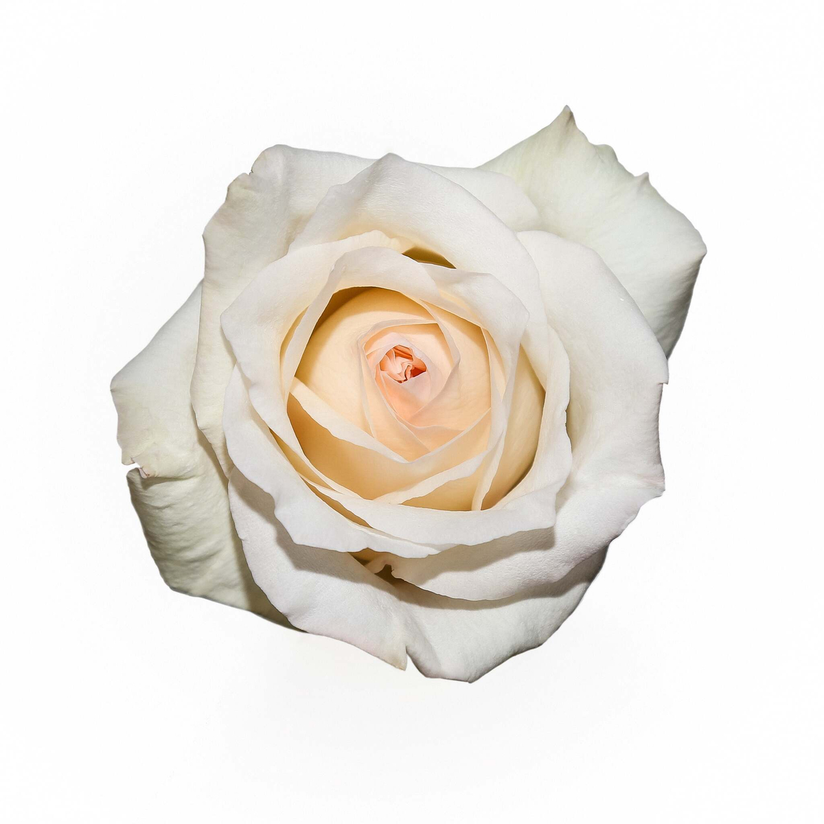 Вайт О’Хара (White O’Hara) — романтическая душистая роза