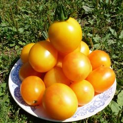 Помидоры Алыча
