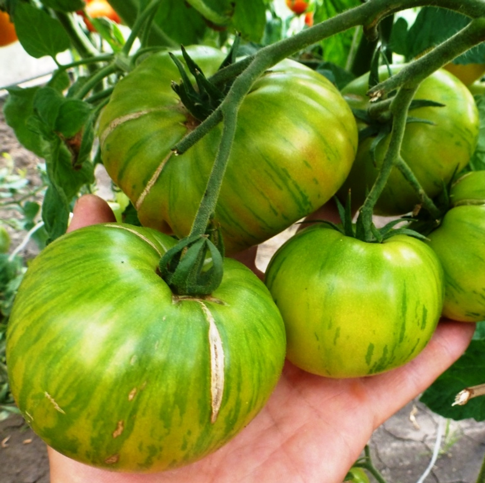 Помидоры Полосатые Zebra Rita - Зебра Рита