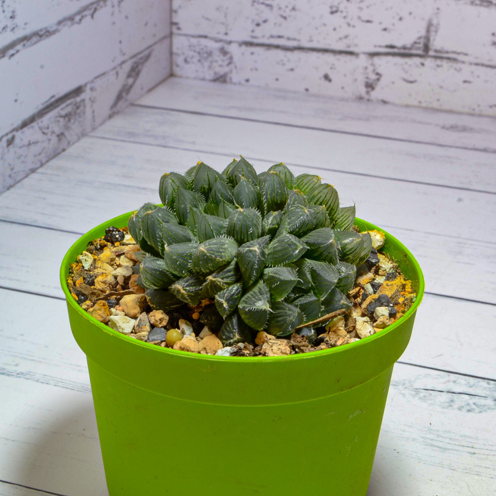 Haworthia Cooperi Venusta (Хавортия)