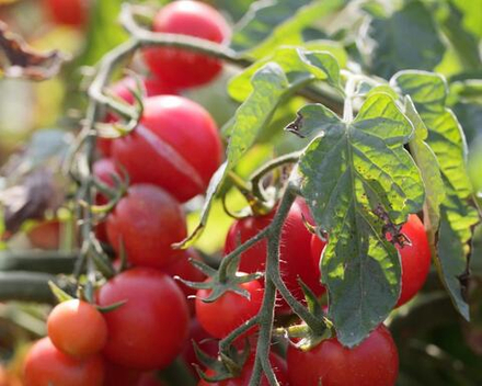 Томат Консерватто F1