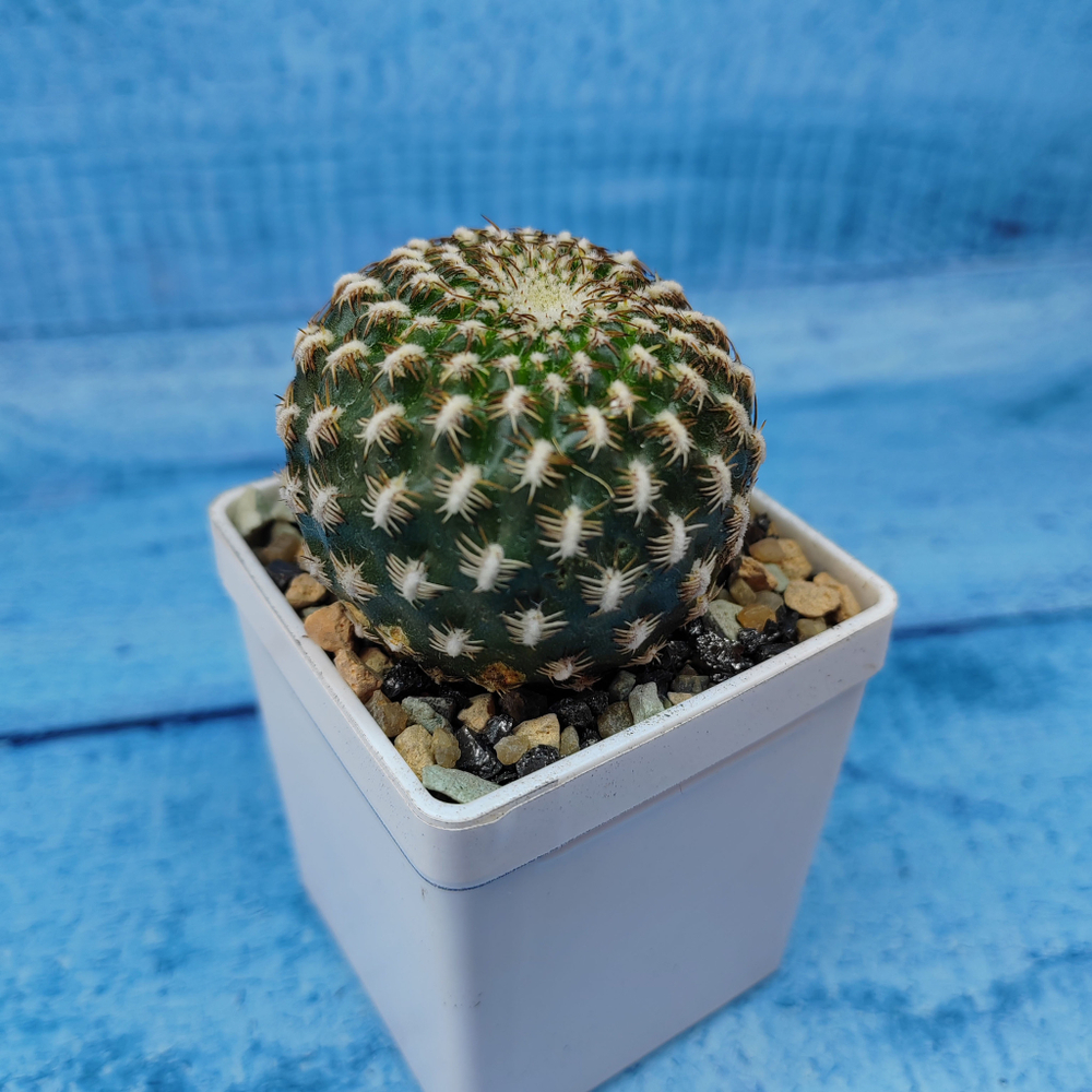 Sulcorebutia Arenacea (Сулькоребуция)