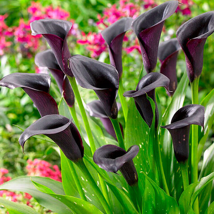 Калла Кантор