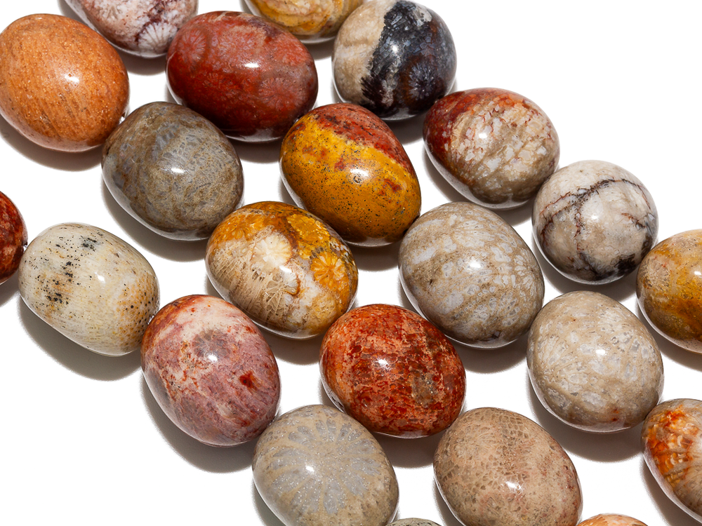 Бусины из окаменелого коралла 11х16мм, галтовка