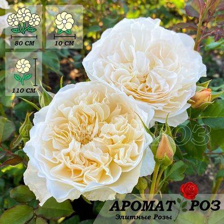 Евгения (Eugenie)