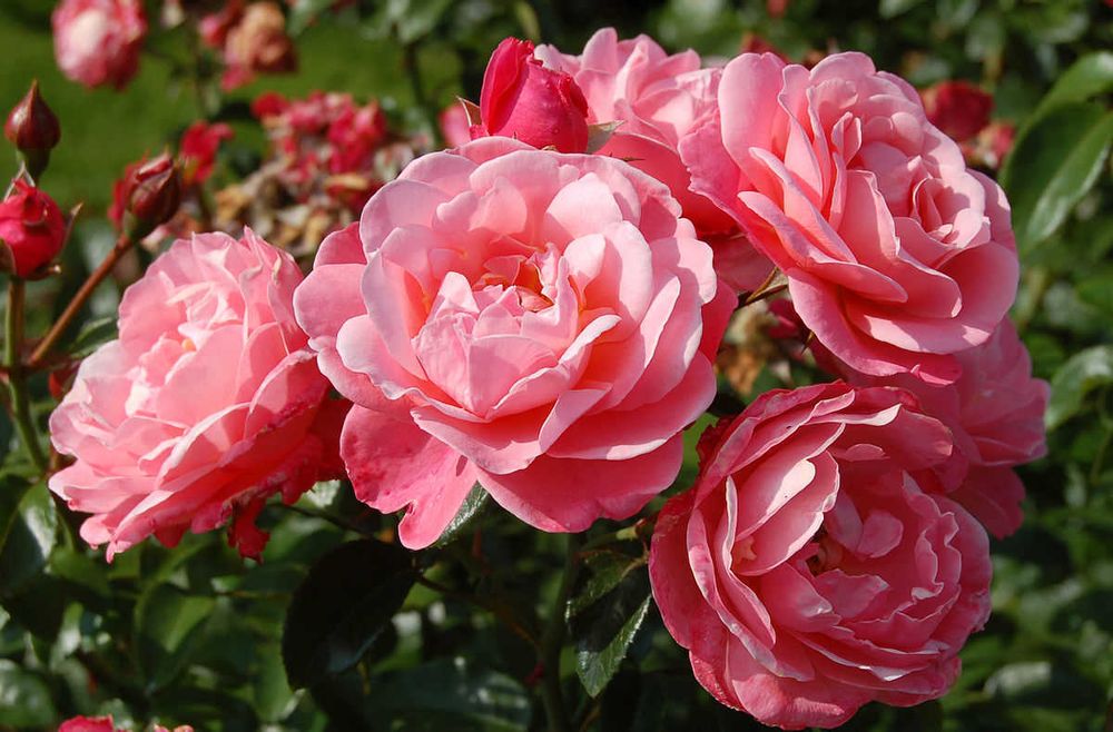 Майн Шонер Гартен (Mein schoner Garten)