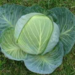 Центурион F1 семена капусты белокочанной (Clause / Клос)