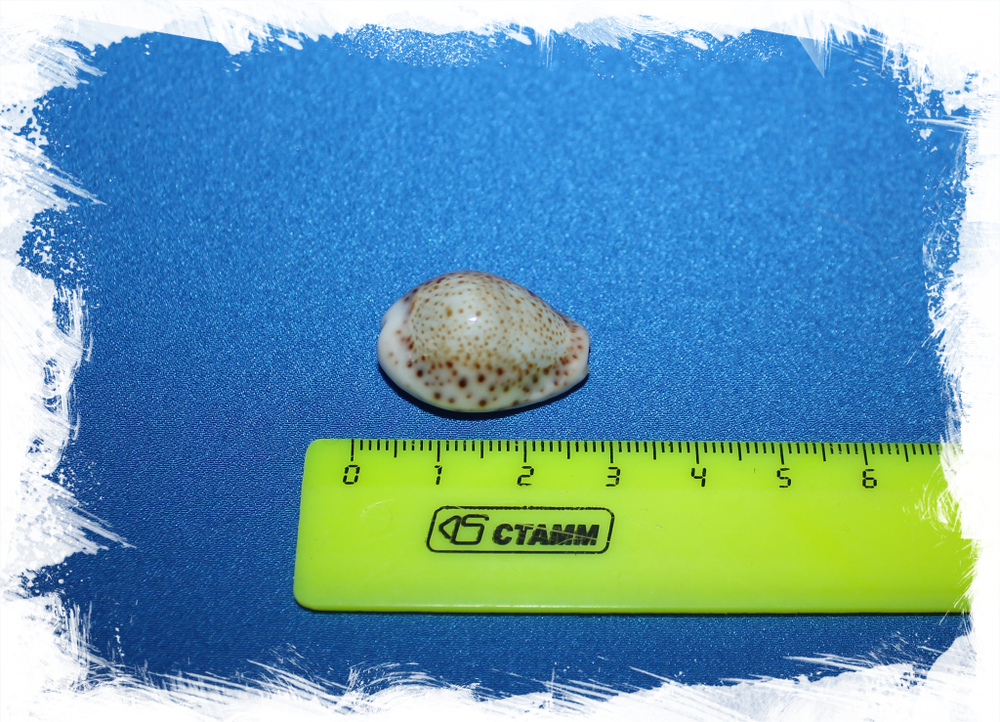 Ципрея турдус (Cypraea turdus)
