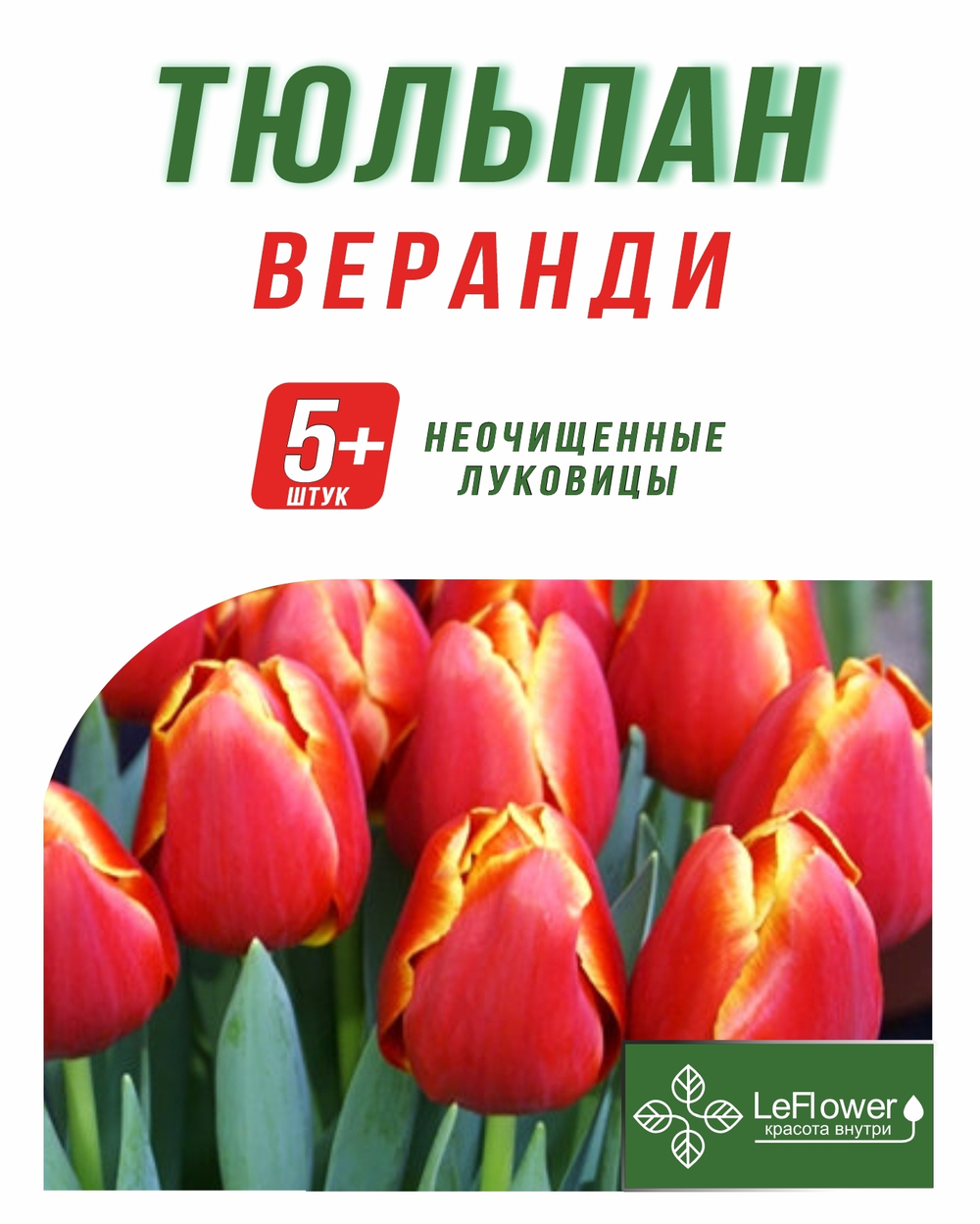 Тюльпан Луковица, Веранди, 5+ шт