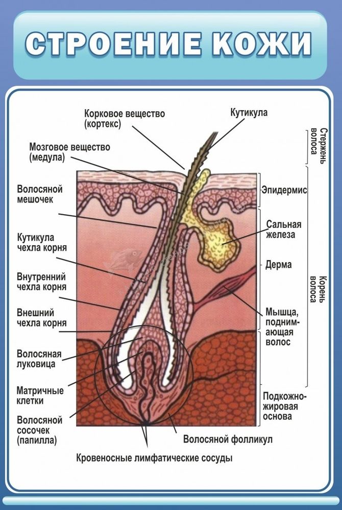 Рассмотрите рисунок напишите названия слоев и структур кожи