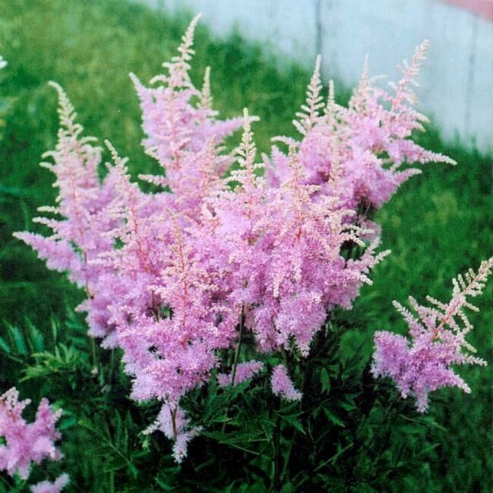 Астильба арендса &quot;Hyacinth&quot;. Astilba arendsii &quot;Hyacinth&quot;.