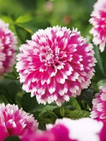 Георгин декоративный Фаззи Ваззи