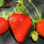 Земляника крупноплодная Квики